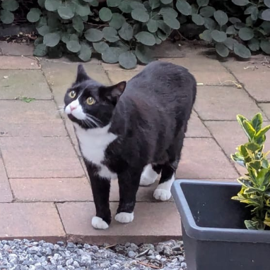 Milo