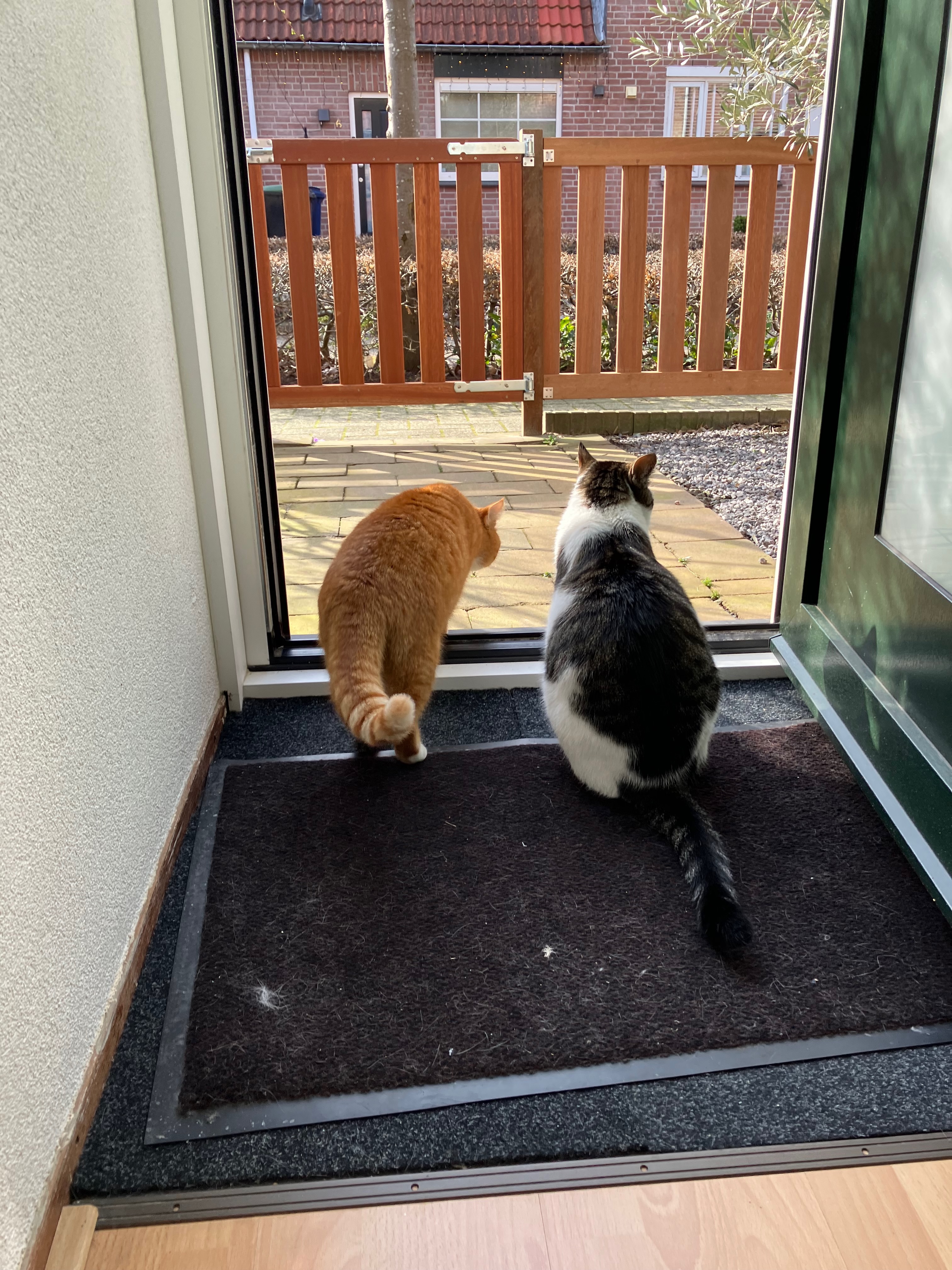 Introducing: your frrriendly neighborhood watch