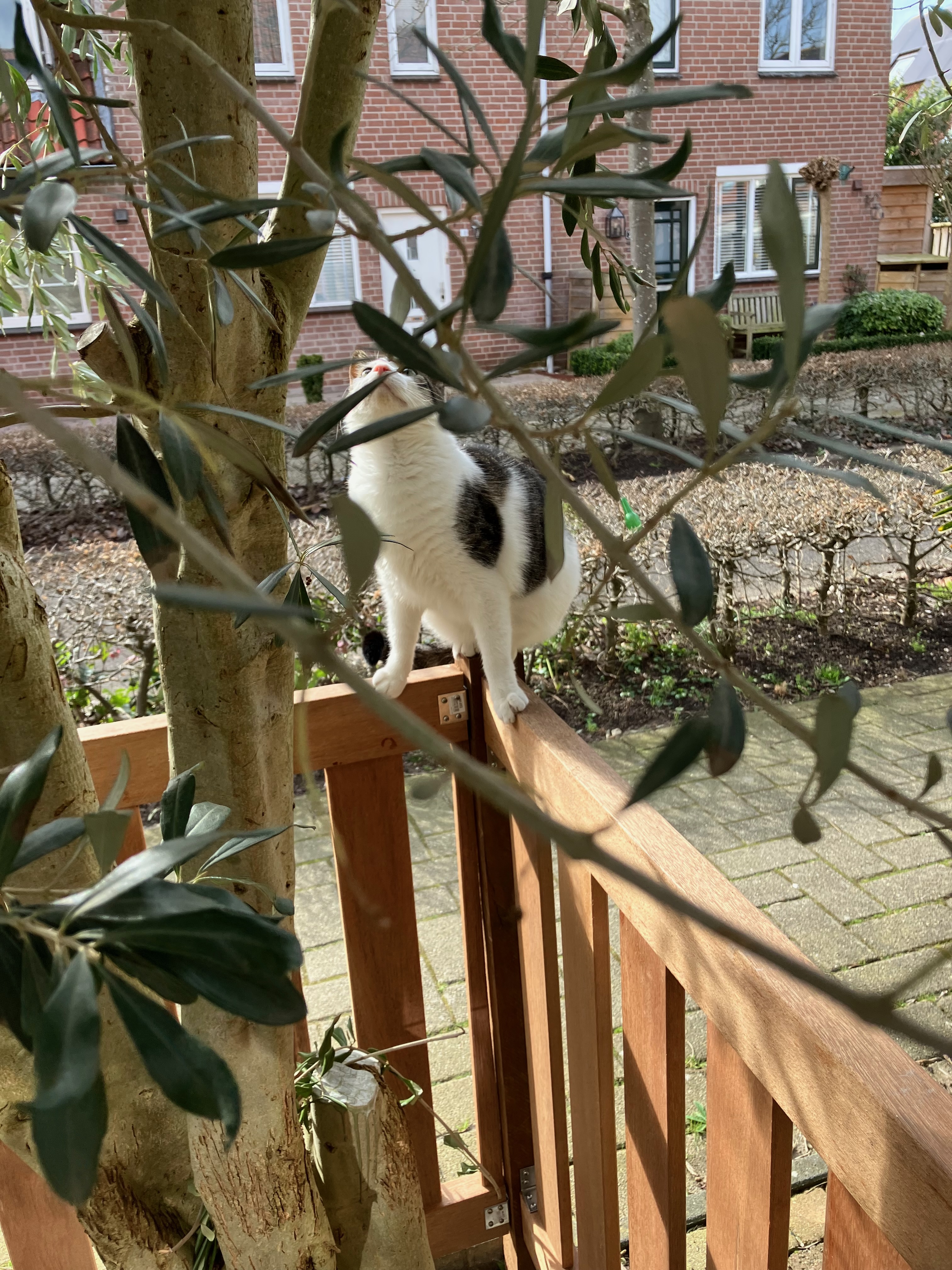 Hunting the evil pigeon Coo