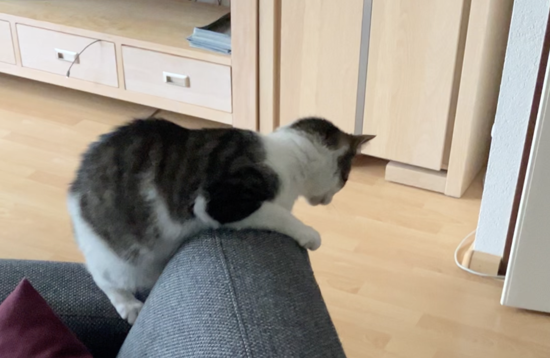 Schnapmoves