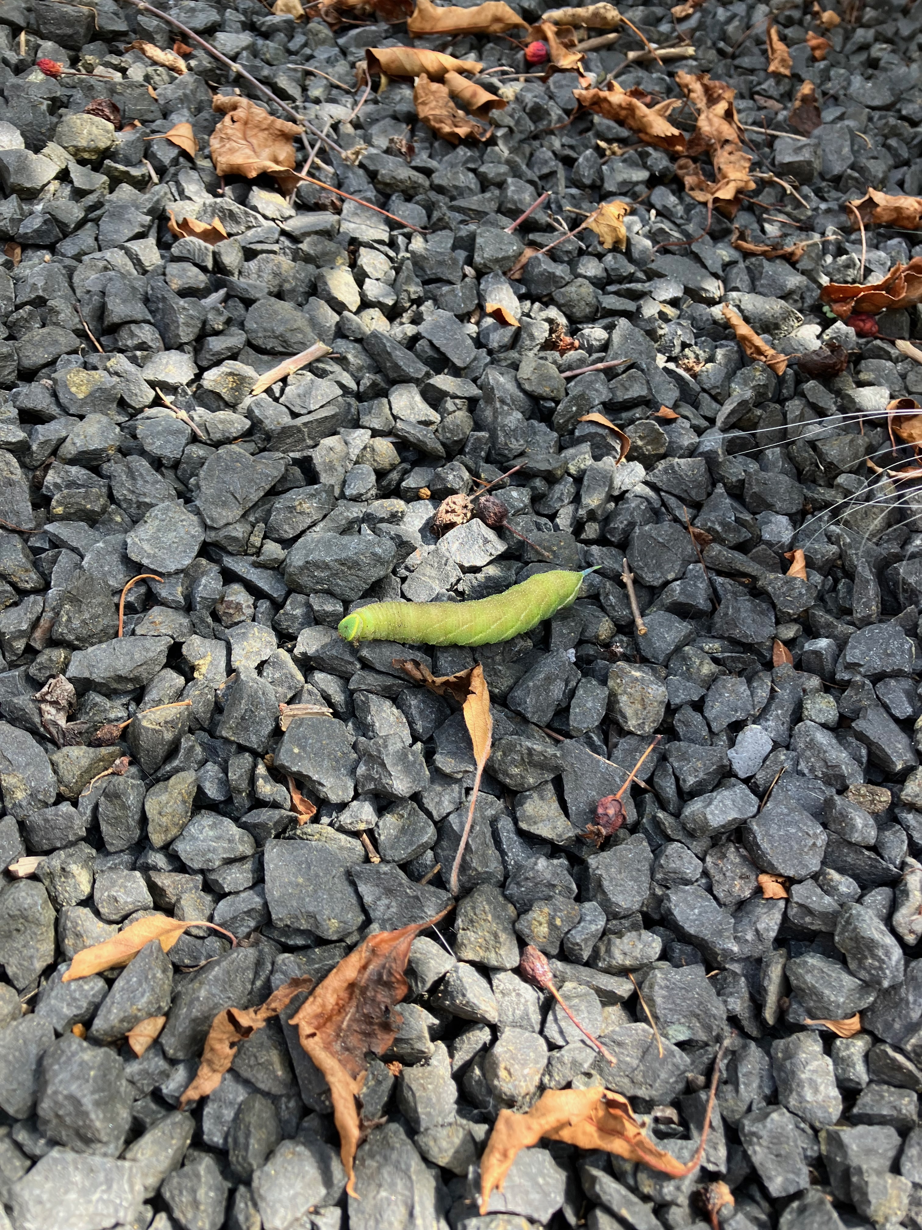 What is this thing